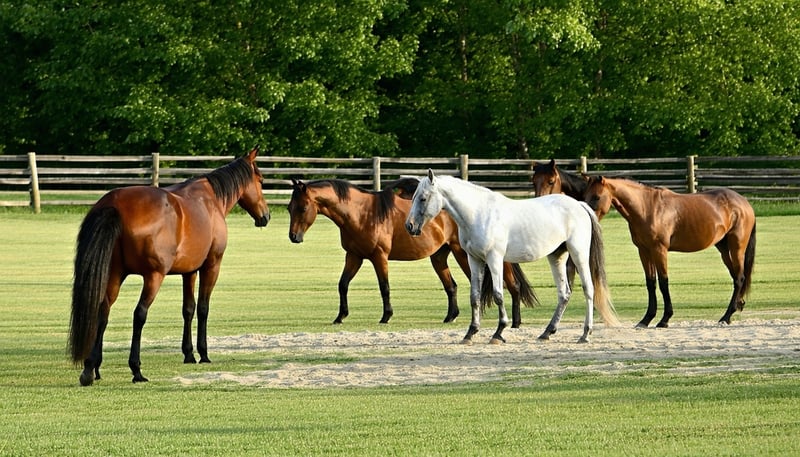 Horse training and riding lessons at Starflower Ranch