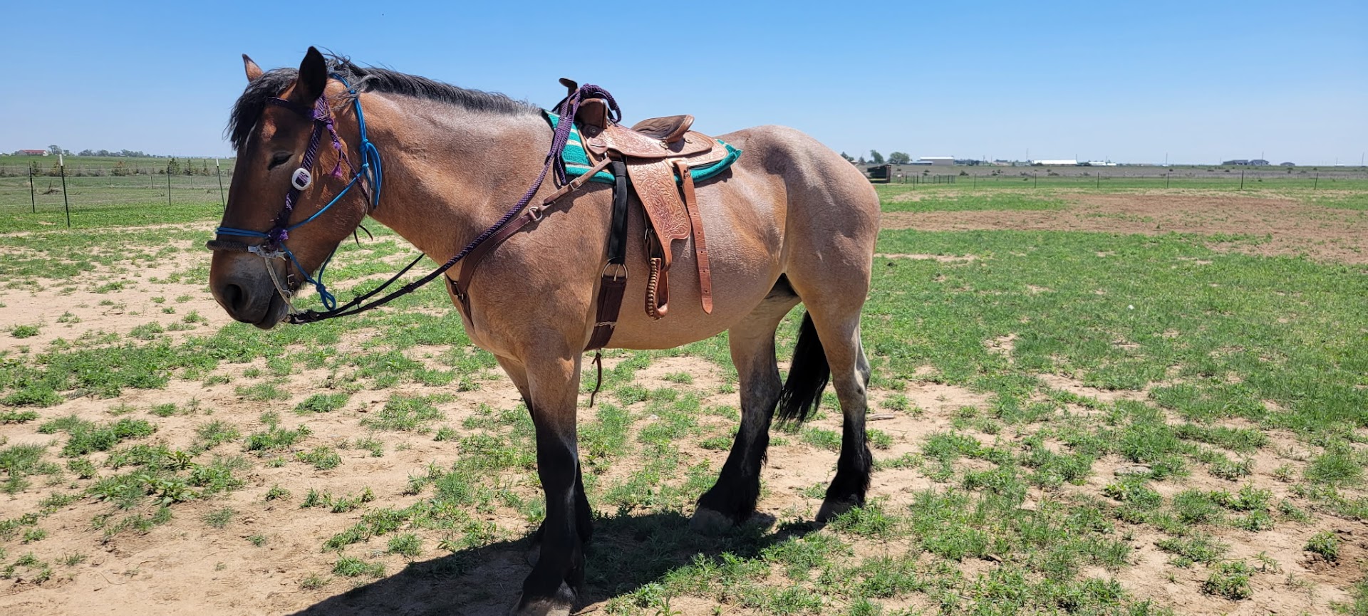 Myla Saddled for a Ride