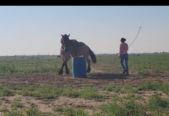 Working Myla around a Barrel