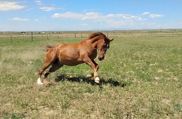 Buddy Running in the Pasture